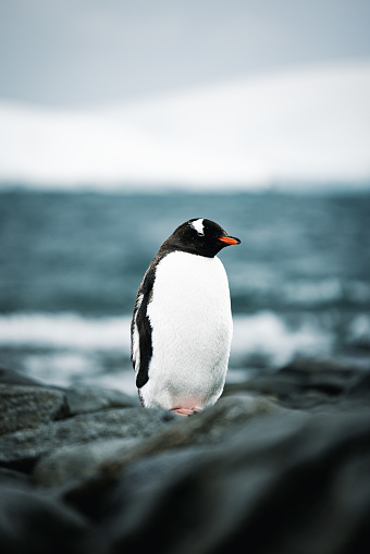 A Gentoo Penguin stands tall on the shores of Port Lockroy, Antarctic Peninsula.