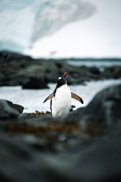 istock A Gentoo Penguin In Antarctica 1497834527