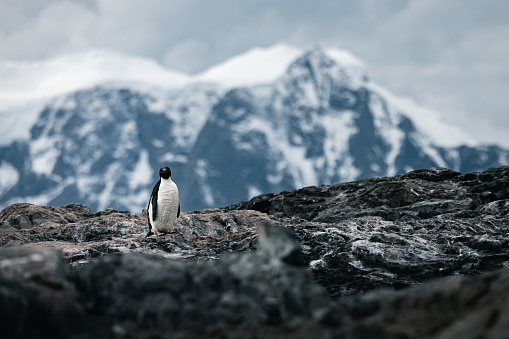An Adelie Penguin stands alone in the vast wilderness that is the Antarctic Peninsula.