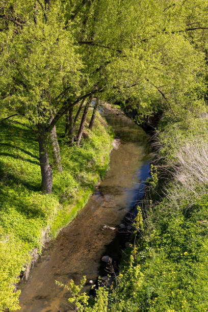 istock a narrow stream among the trees in the park 1497839253