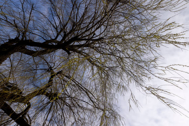 istock willow trees without foliage in the spring season 1497839370