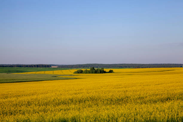 istock beautiful blooming rapeseed flowers in spring 1497839522
