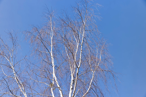 Winter scenery with birch trees in snow. Focus on foreground tree.