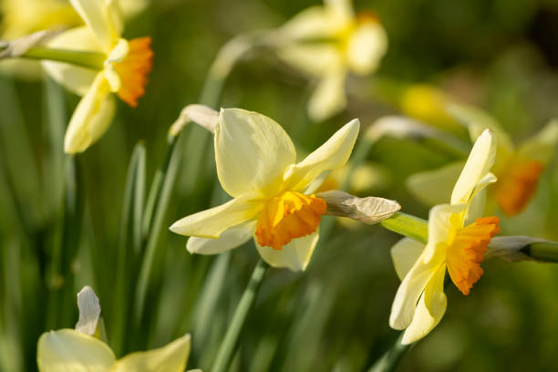 istock beautiful yellow daffodils close-up in the garden 1497839918