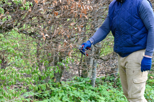 istock A man trims a hornbeam hedge in his garden. 1497840150