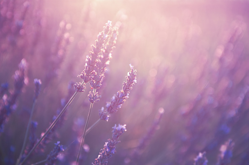 Blooming lavender flowers at sunset in Provence, France. Macro image, shallow depth of field. Beautiful summer nature background