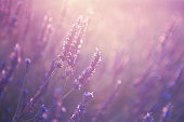 Blooming lavender flowers at sunset in Provence, France. Macro image