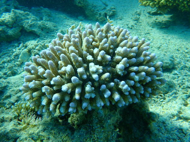 istock Polyp stony coral Acropora gemmifera undersea, Red Sea 1497842962