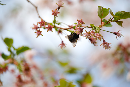 Bumblebee delicately holds a cherry flower, indulging in its sweet nectar. Bumblebee's graceful interaction with the cherry blossom showcases the symbiotic relationship between pollinator and flower.
