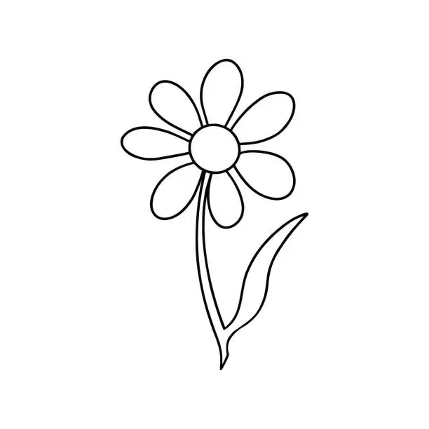 Vector illustration of Daisy flower. Hand drawn illustration