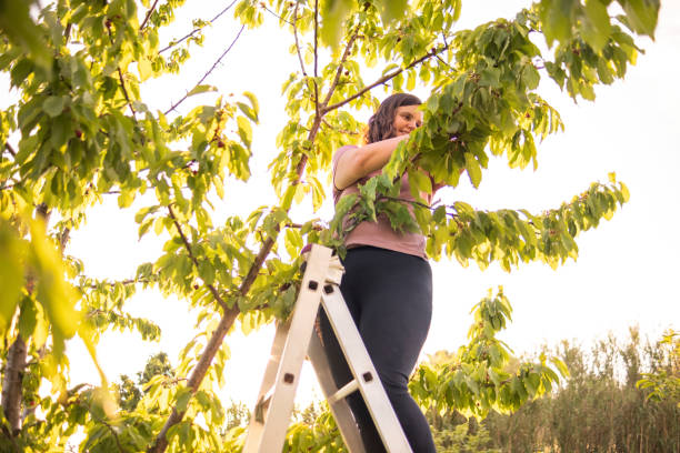 istock Get higher up the tree and you will find delicious cherries 1497849399