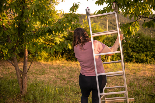 Female farmer using a ladder to reach for the cherries on top of the tree
