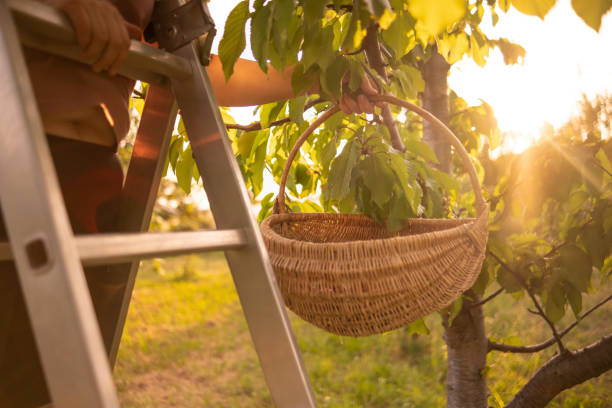 istock Farmer harvesting organic cherries in the orchard 1497849518