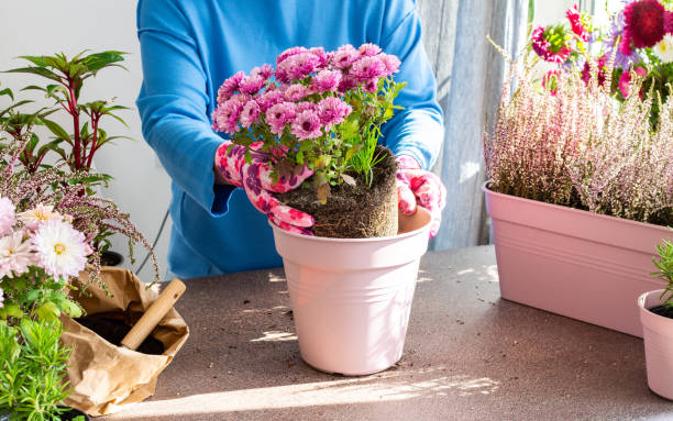 eine frau transplantiert chrysanthemen - rosemary flower single flower flower head stock-fotos und bilder