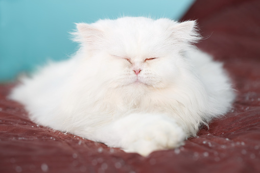 Adorable white persian cat, sleeping on a deep red blanket in the bed in a funny pose, looking relaxed and gorgeous, against turquoise blue wall