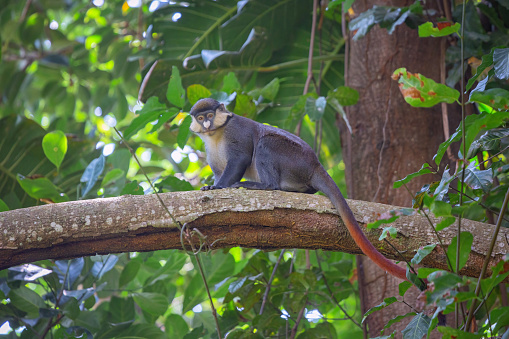 Red-tailed monkey Guenon Schmidt in the botanical garden of the city of Entebbe on the shores of Lake Victoria