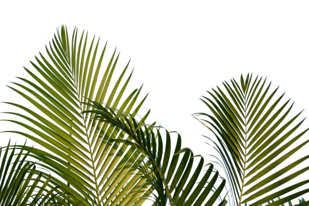 istock Tropical coconut leaves on white isolated background for green foliage backdrop 1497851827