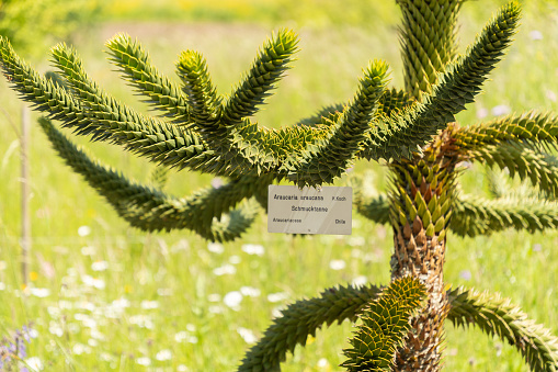 Zurich, Switzerland, May 22, 2023 Monkey puzzle tree or Araucania Araucana at the botanical garden