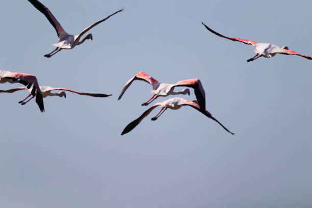 Flamingos in Portugal stock photo