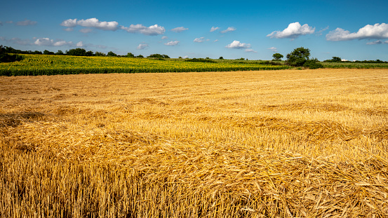 Field after wheat harvest.