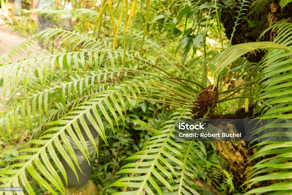 Blechnum Attenuatum Farn In Zürich In Der Schweiz Stockfoto und mehr