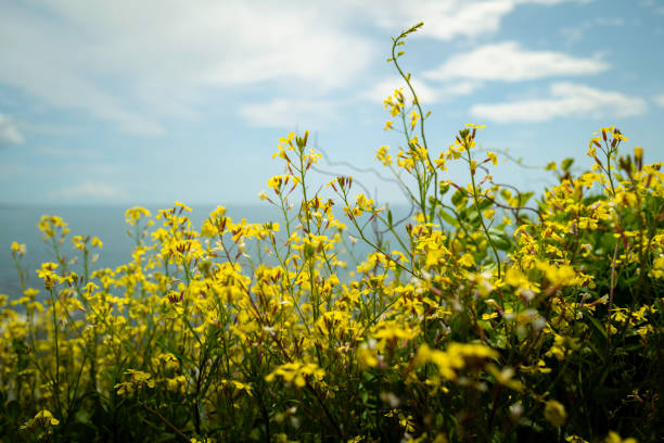 Coastal yellow wildflowers close up in front of summer ocean scene stock photo