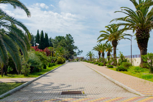 istock Park road among palm trees against the sky. 1497855523