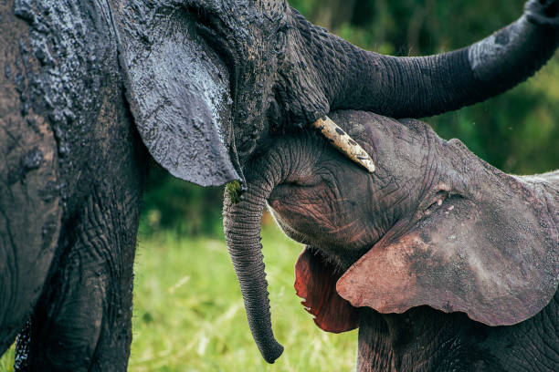 istock Mother and Baby Elephants 1497856766