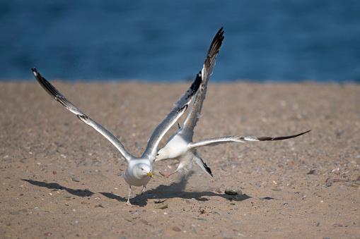 Seagull bullying another defending his patch on the seaside  sand