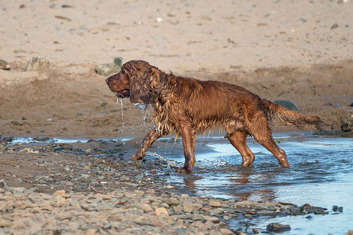 Cocker Spaniel dog having fun after soaking in the sea