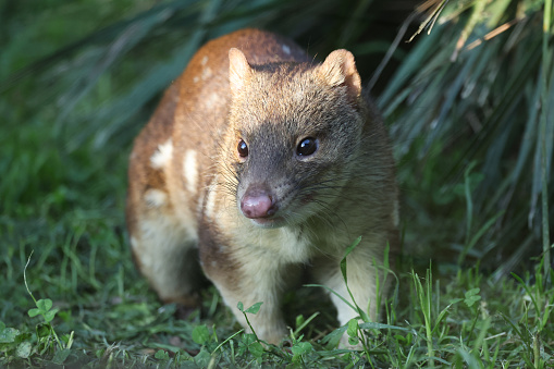 Close up image of a Tiger Quoll. Australia.