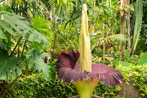 Flower head from a orchid in a collection in Kandy in the central Sri Lanka