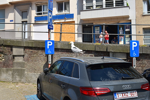 Blankenberge, West-Flanders, Belgium - June 11, 2023: seagull standing on the roof of a parked car Audi A3 30 TDi not far from the beach on a parking for people with a disability