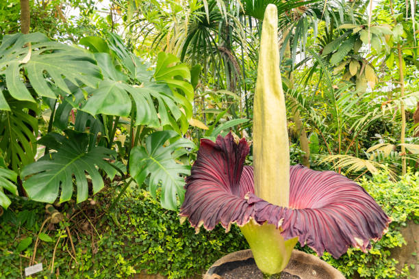 amorphophallus titanum o fiore di titano arum a zurigo in svizzera - tropical rainforest rainforest tropical climate formal garden foto e immagini stock