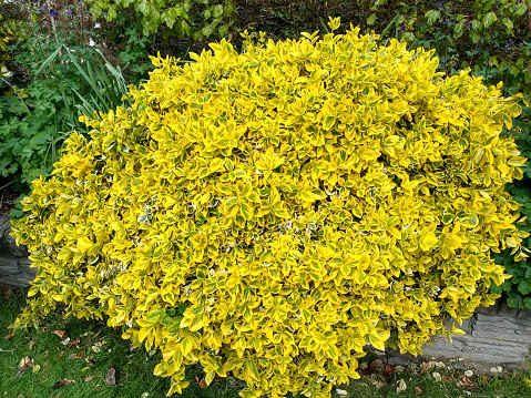 Large mound of bright golden yellow and green variegated foliage of Spindle Euonymus 'Emerald 'n' Gold'