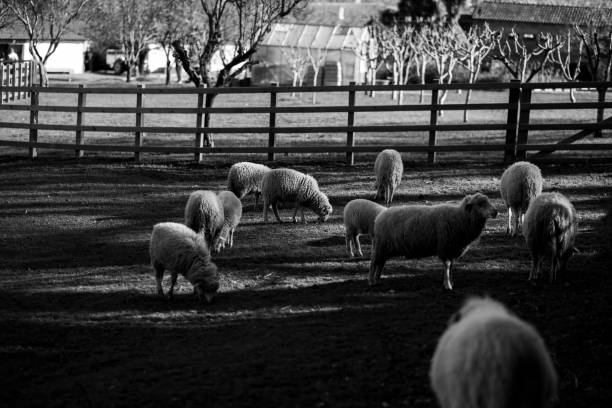 istock Sheep graze on a farm. Black and white photo. 1497862396