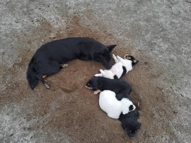 istock mother dog and puppies 1497862771