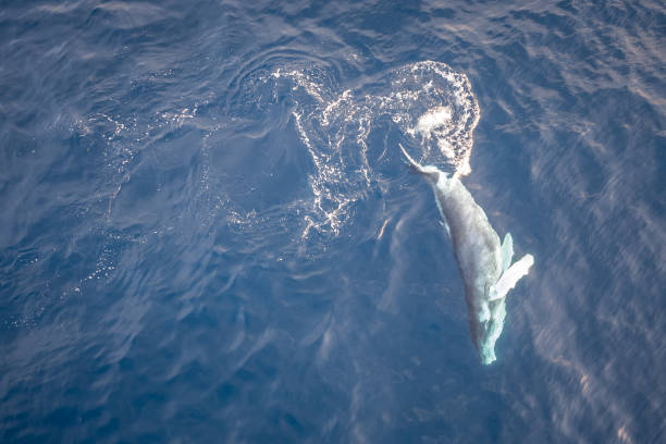 istock Baby Humpback whale playing in the water 1497862962