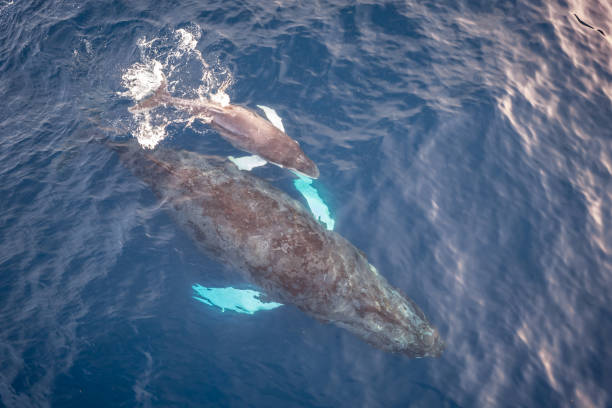 istock Humpback whale mother with calf during sprintime 1497863139