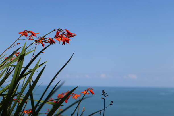 Vibrant orange flowers bloom amidst lush green foliage under a bright blue sky. free space