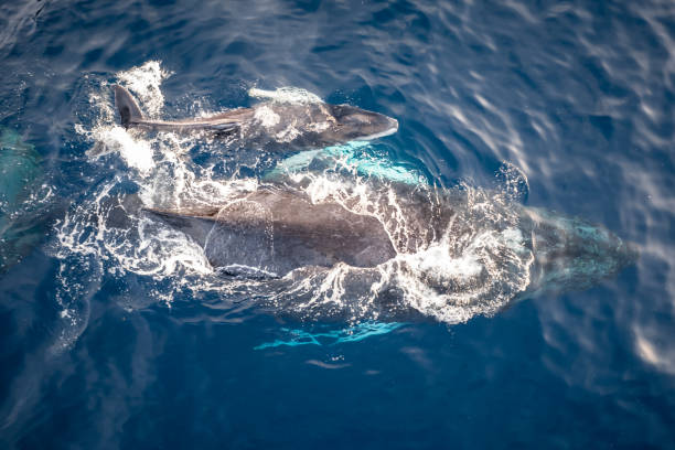istock Humpback whale mother with calf during sprintime 1497863400