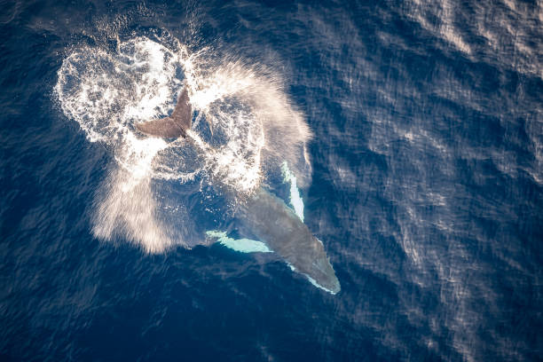 Baby Humpback whale playing in the water