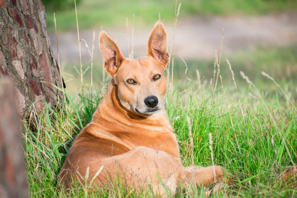 Golden Serenity: Mixed Breed Dog Resting at Sunset on the Green