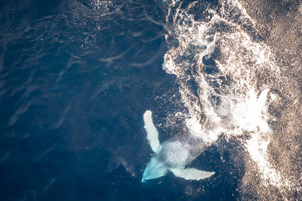 istock Baby Humpback whale playing in the water 1497863637