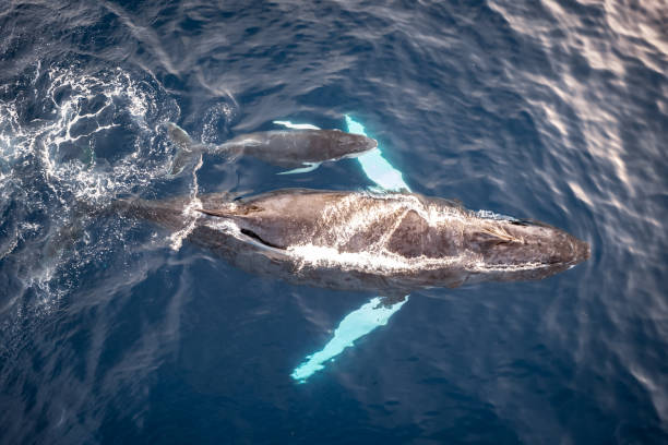 istock Humpback whale mother with calf during sprintime 1497864361