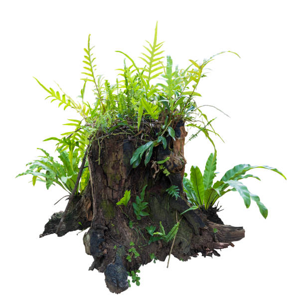 Tropical plant stump fern bush tree isolated on white background with clipping path.