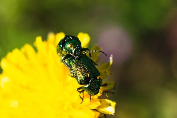 istock Small metallic green beetles reproducing on a yellow flower in an orchard at springtime, coleoptera 1497864493