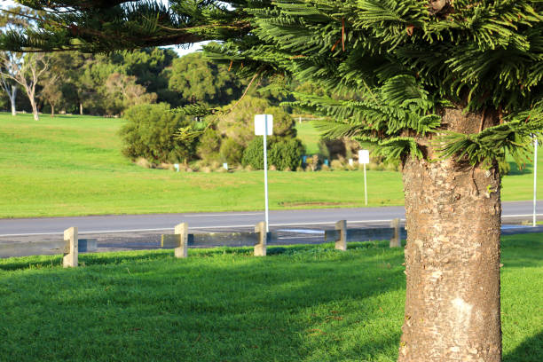 istock norfolk pine tree in coastal parkland 1497868822