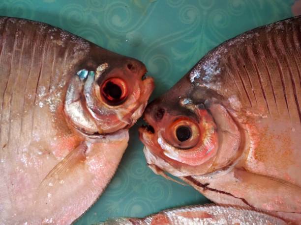 Piranhas
