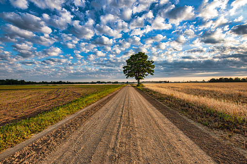 A lone tree in farm landscape along rural dirt road on a cloudy morning.